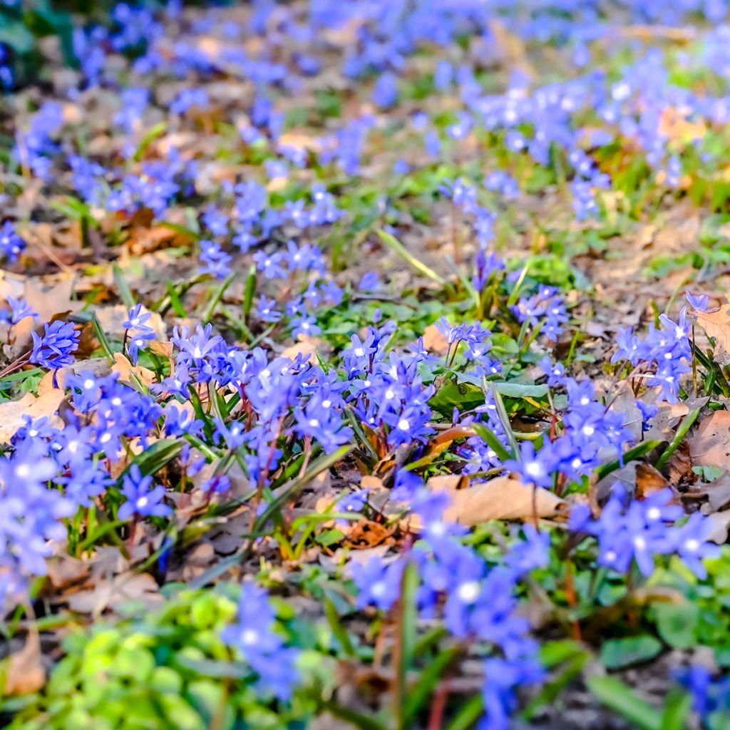 Hepatica nobilis - Leverbloempje