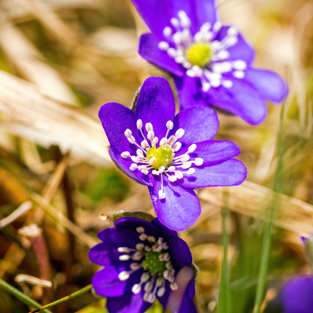 Hepatica nobilis Purple Forest - Leverbloempje