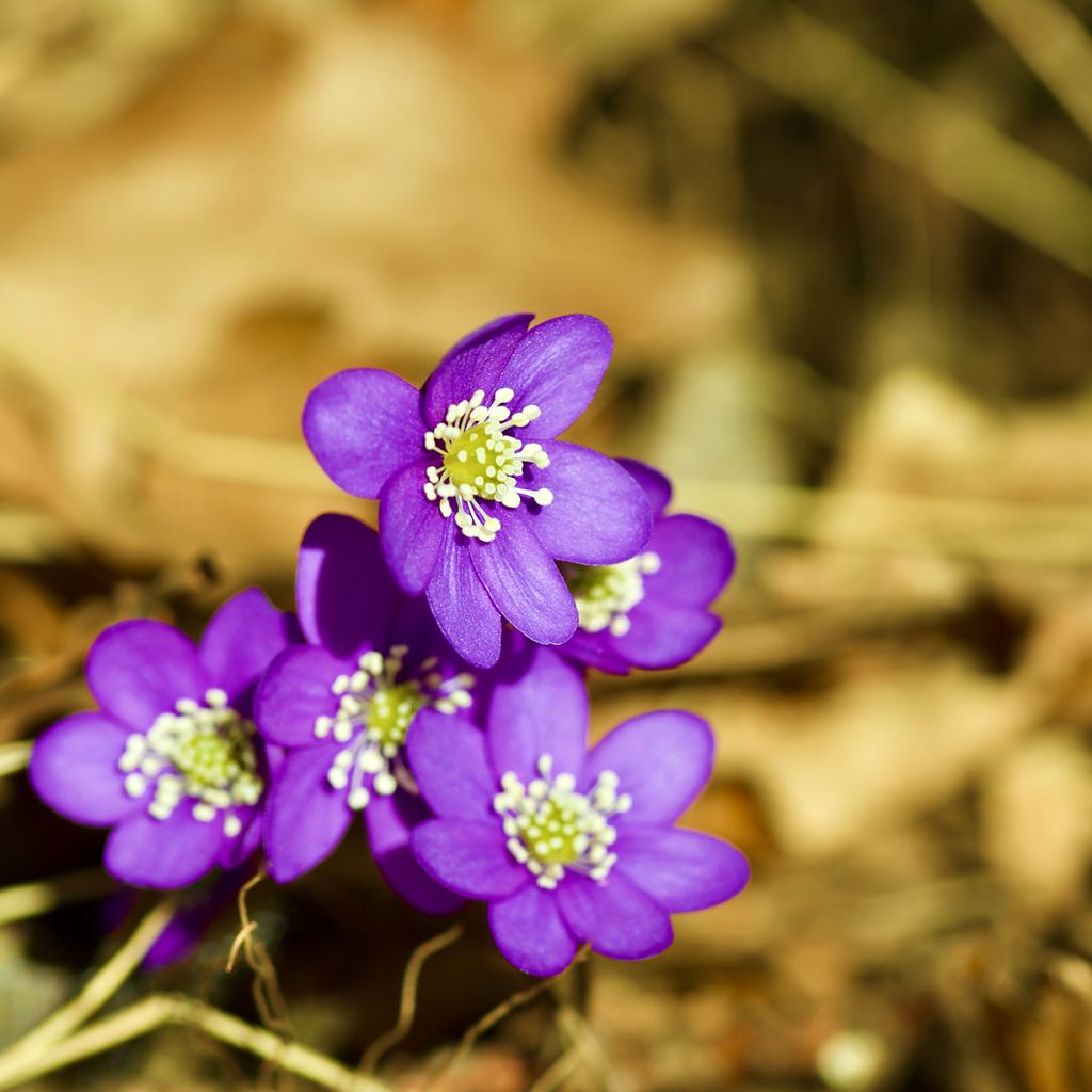 Hepatica nobilis Purple Forest - Leverbloempje