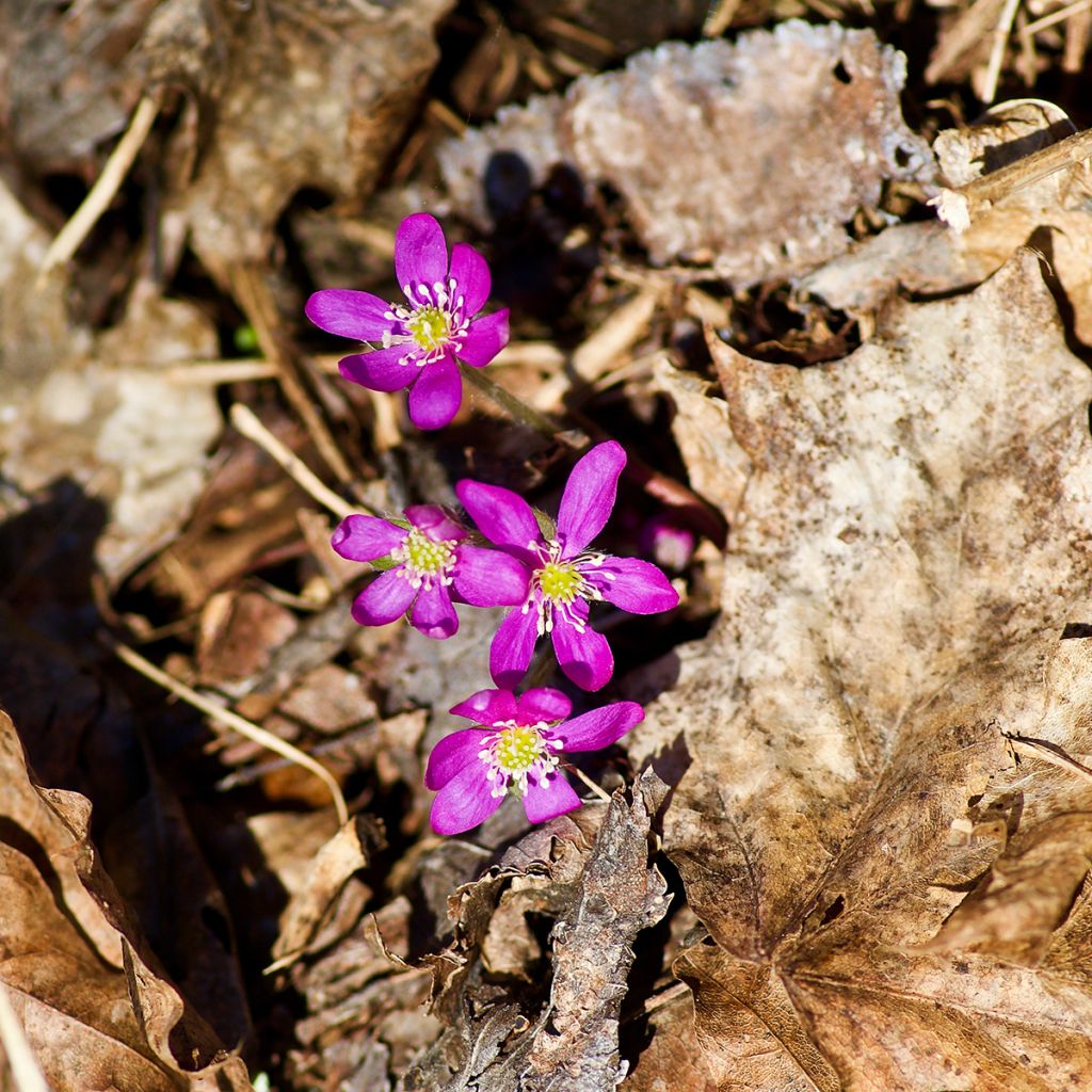 Hepatica nobilis Red Forest - Leverbloempje