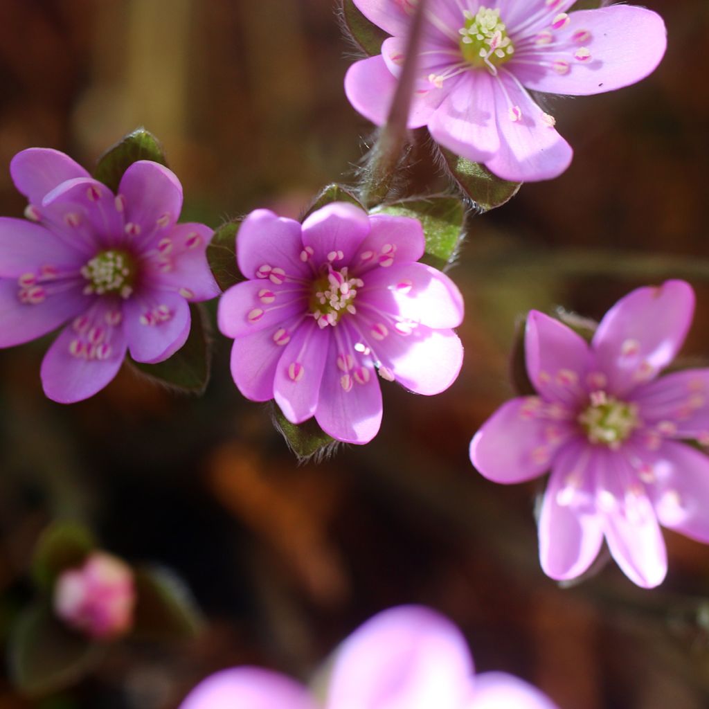 Hepatica nobilis Rosea - Leverbloempje