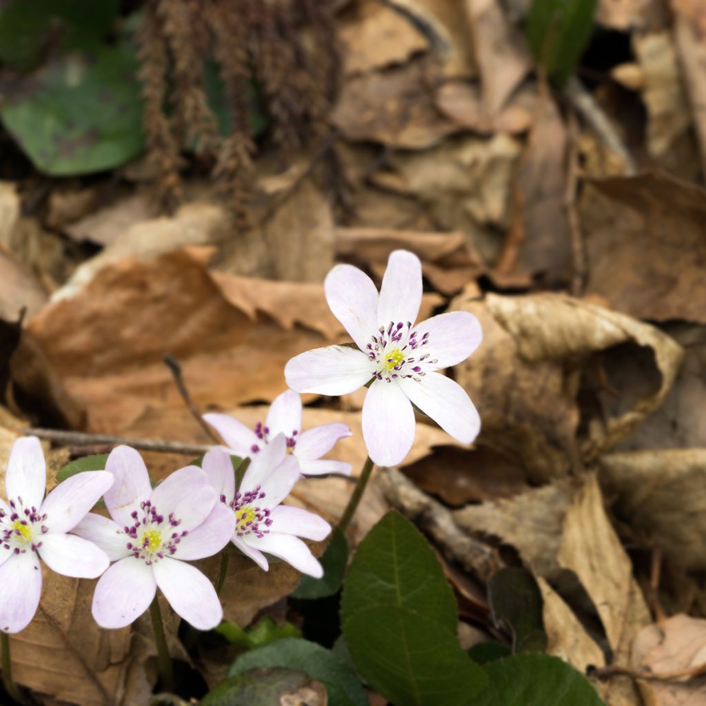 Hepatica nobilis Wit Forest - Leverbloempje