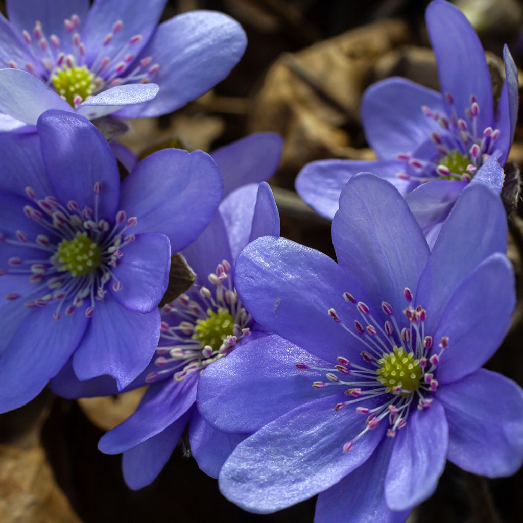 Hepatica transsilvanica De Buis - Leverbloempje