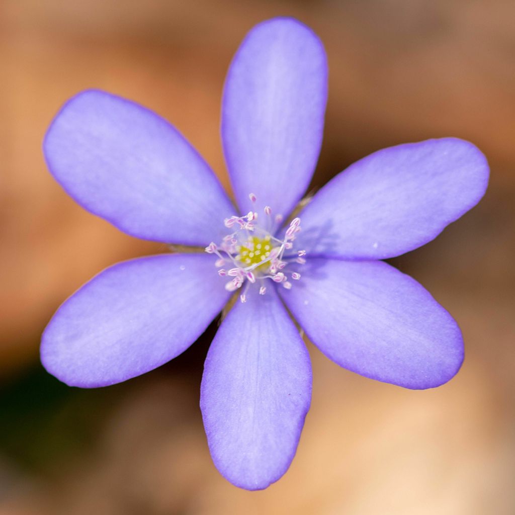 Hepatica transsilvanica De Buis - Leverbloempje