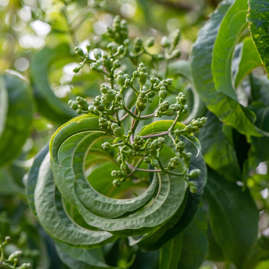 Heptacodium miconioides Temple of Bloom - Zevenzonenboom