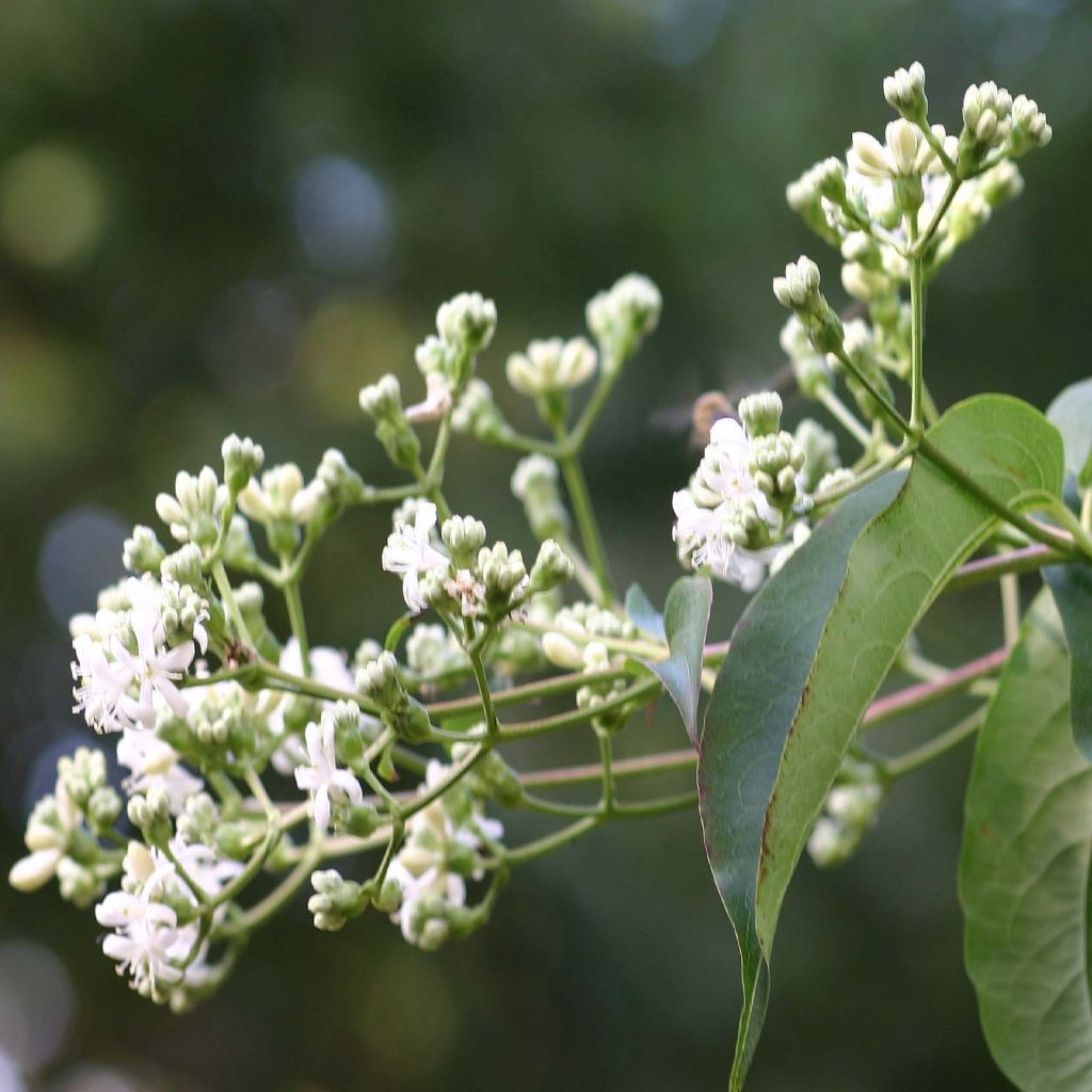 Heptacodium miconioides Tianshan - Zevenzonenboom
