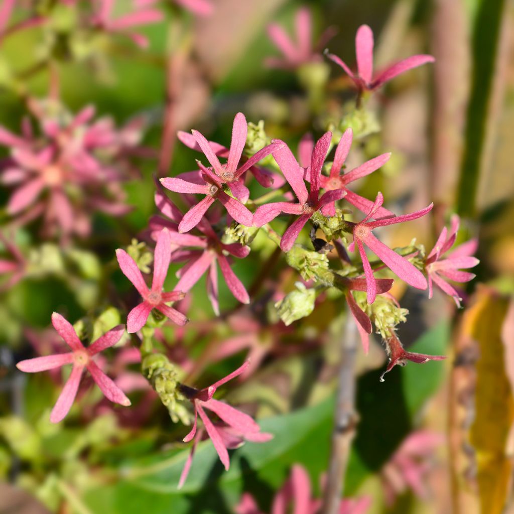 Heptacodium miconioides Tianshan - Zevenzonenboom