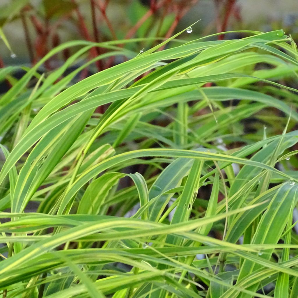 Herbe du Japon - Hakonechloa macra Albostriata
