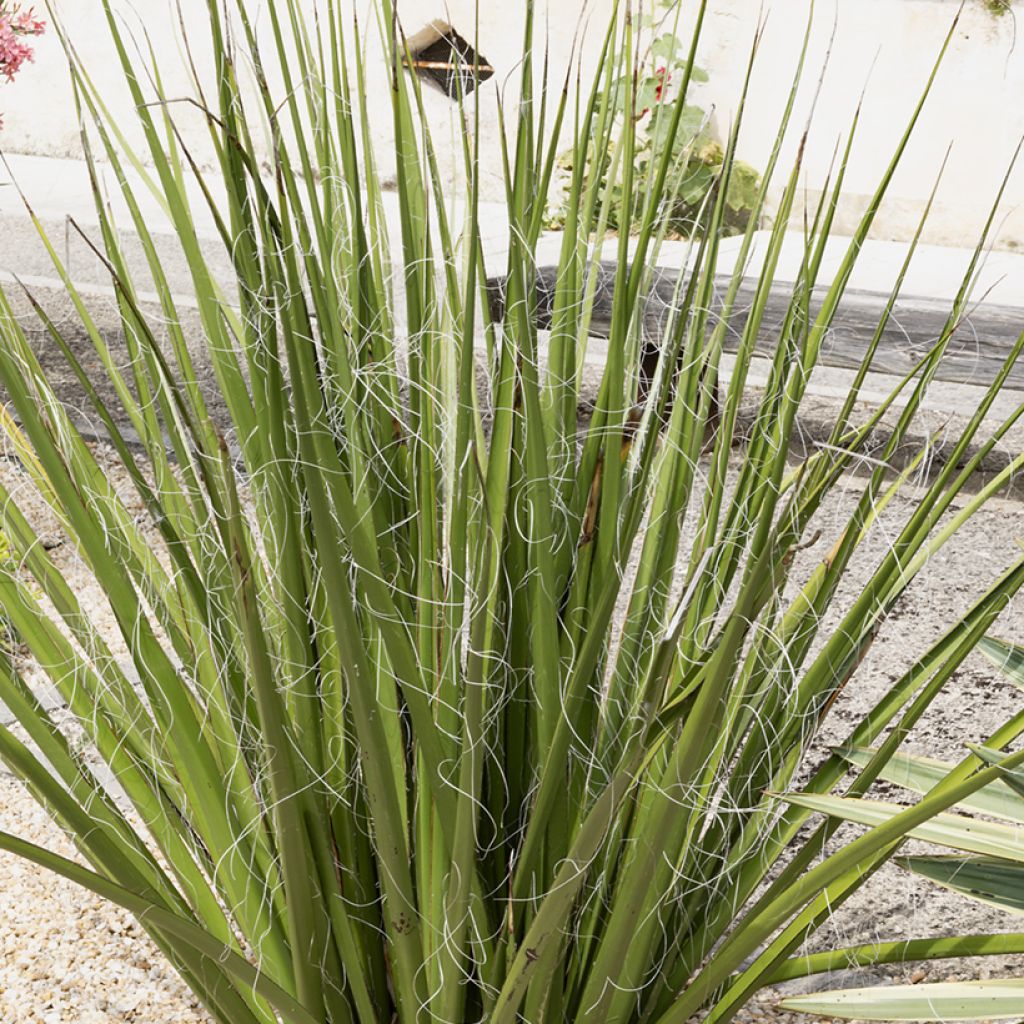 Hesperaloe parviflora Yellow Sun - Rode yucca