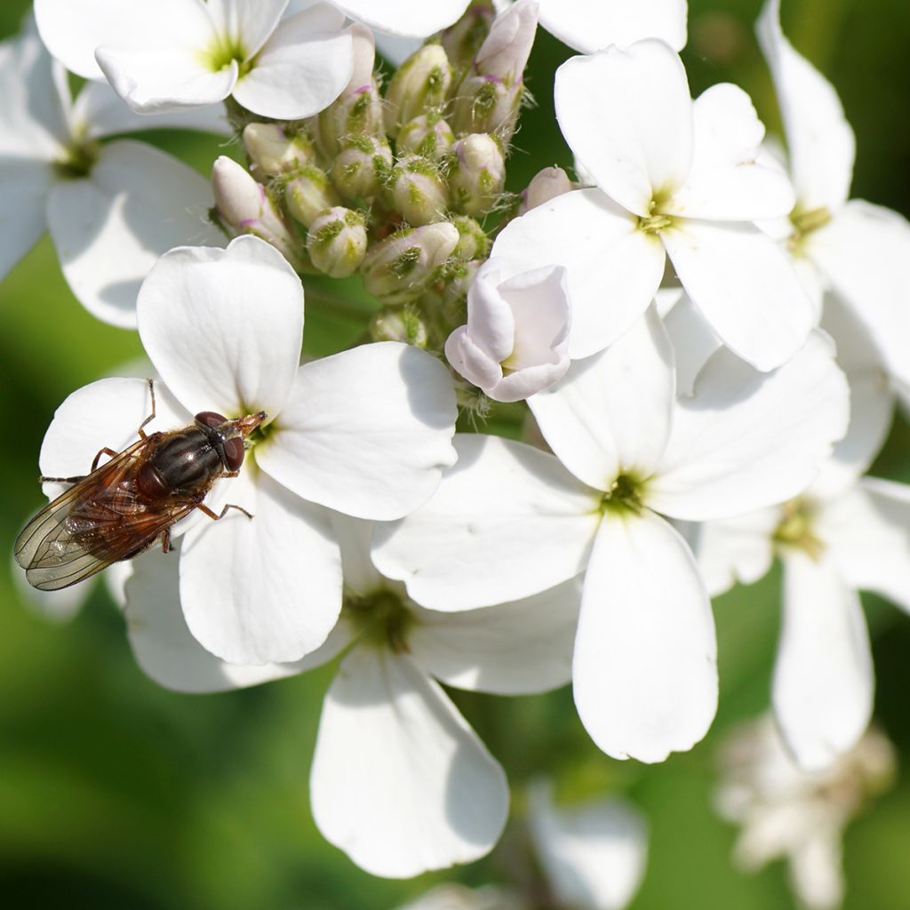 Hesperis matronalis Alba - Damastbloem