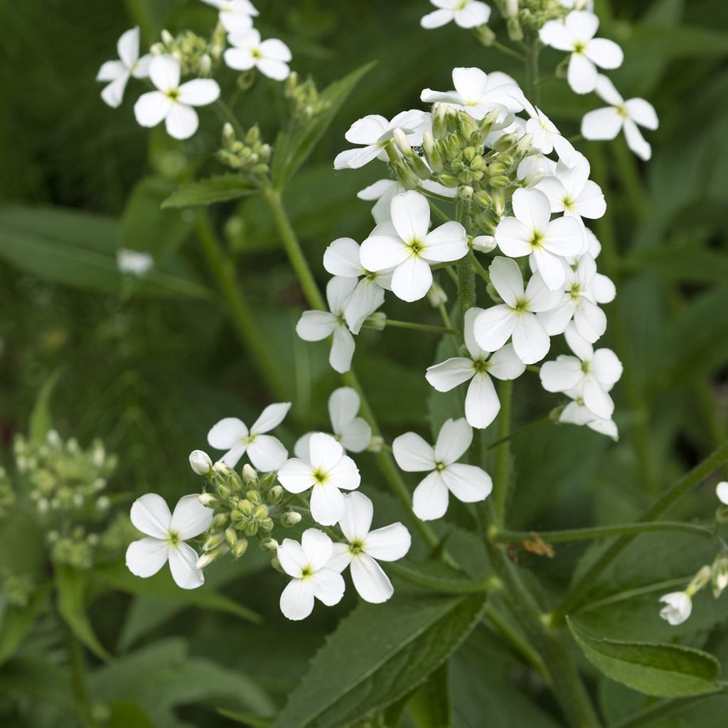 Hesperis matronalis Alba - Damastbloem