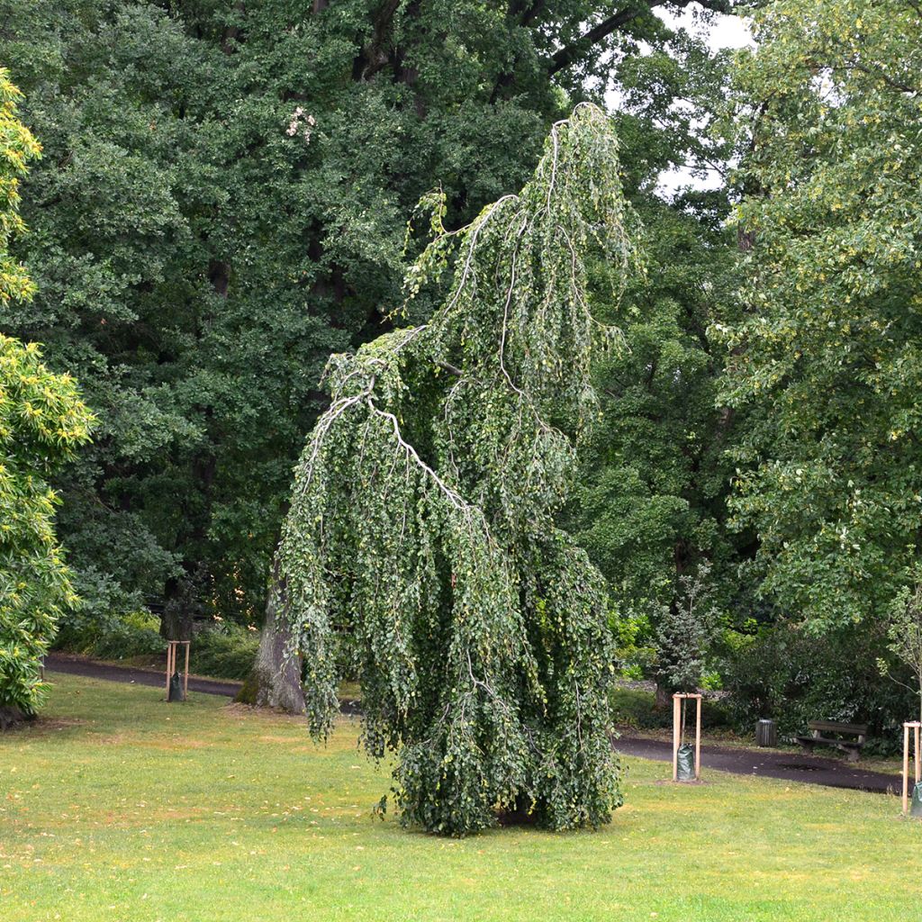 Fagus sylvatica Pendula - Treurbeuk