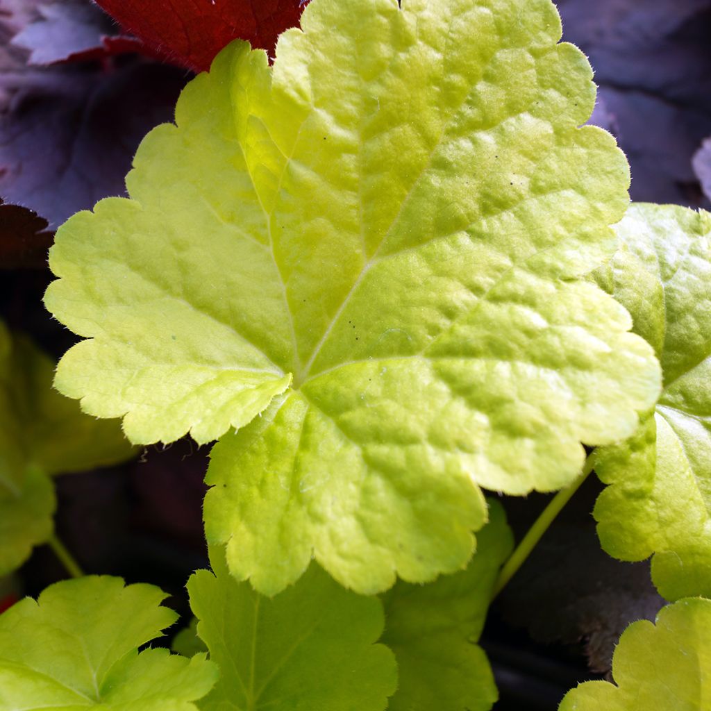 Heuchera Little Cuties Sweet Tart - Purperklokje