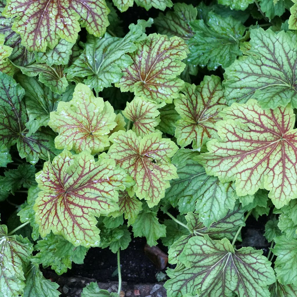Heuchera Red Lightning - Purperklokje