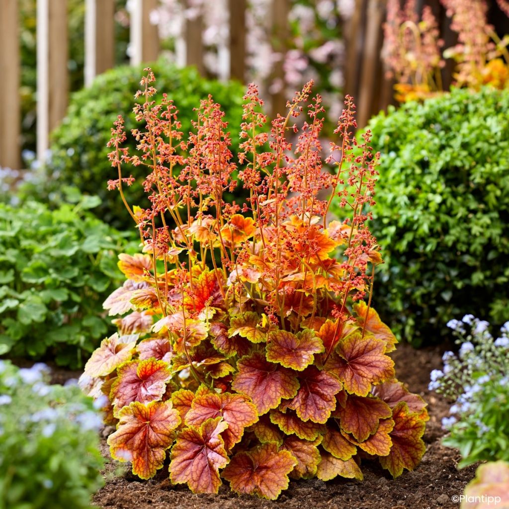 Heuchera Eternal Flame - Purperklokje