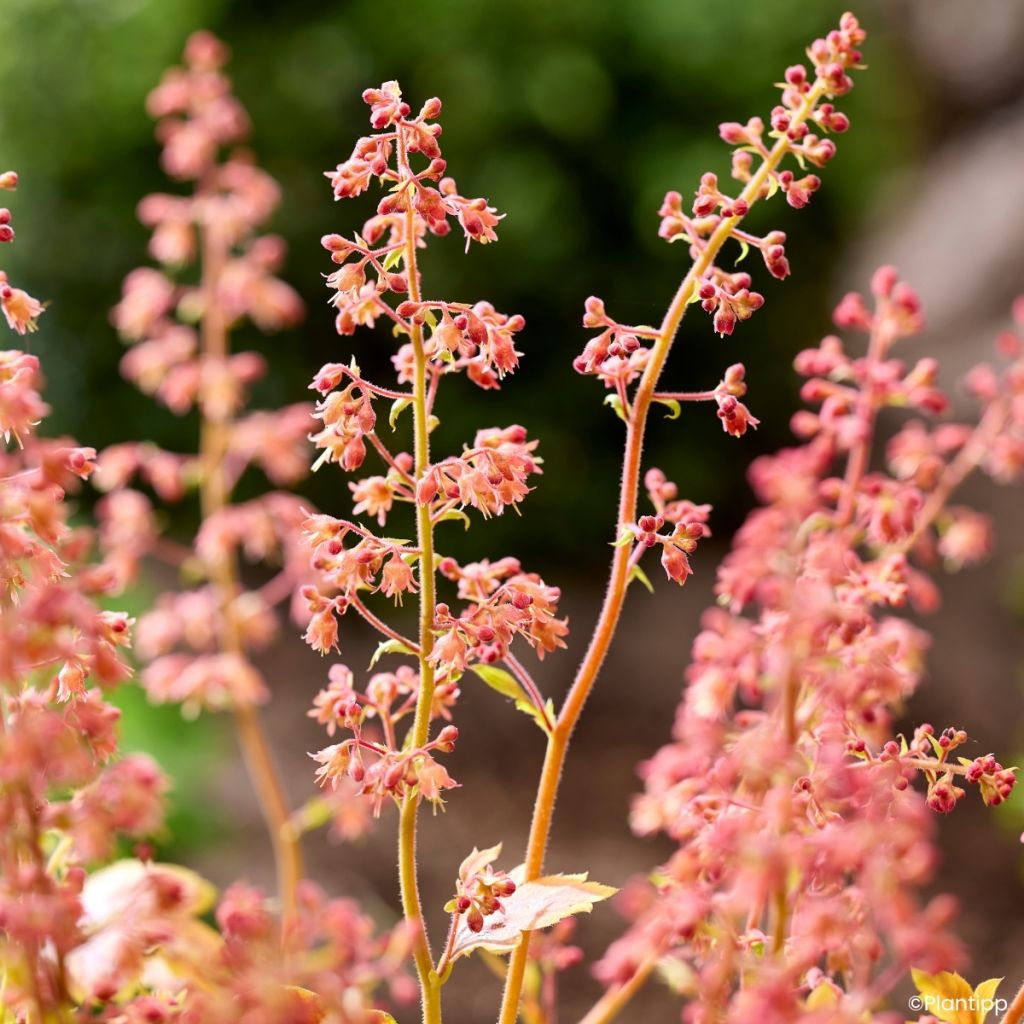 Heuchera Eternal Flame - Purperklokje