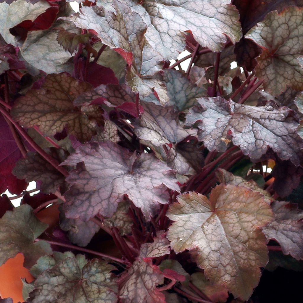 Heuchera Amethyst Myst - Purperklokje