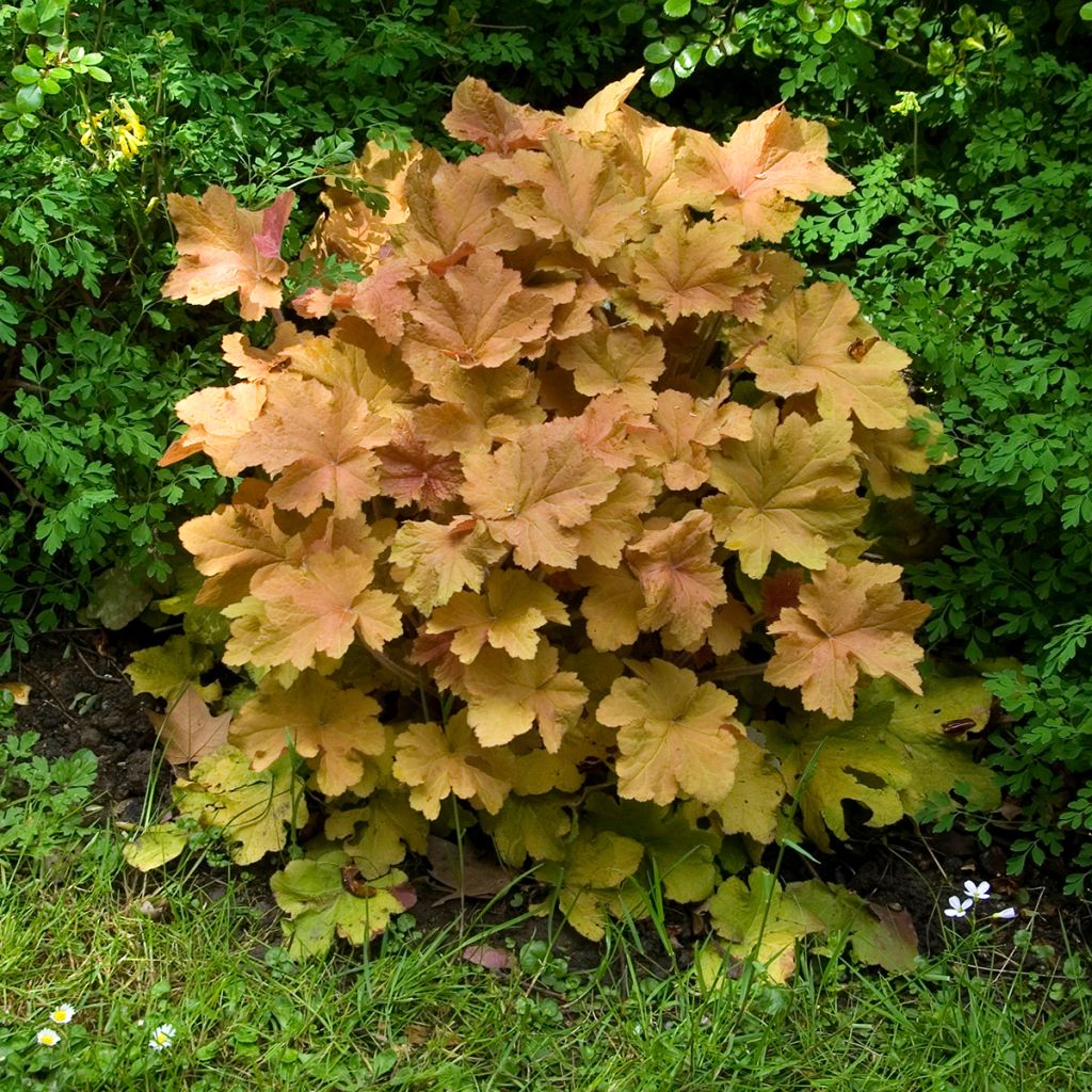 Heuchera Caramel - Purperklokje