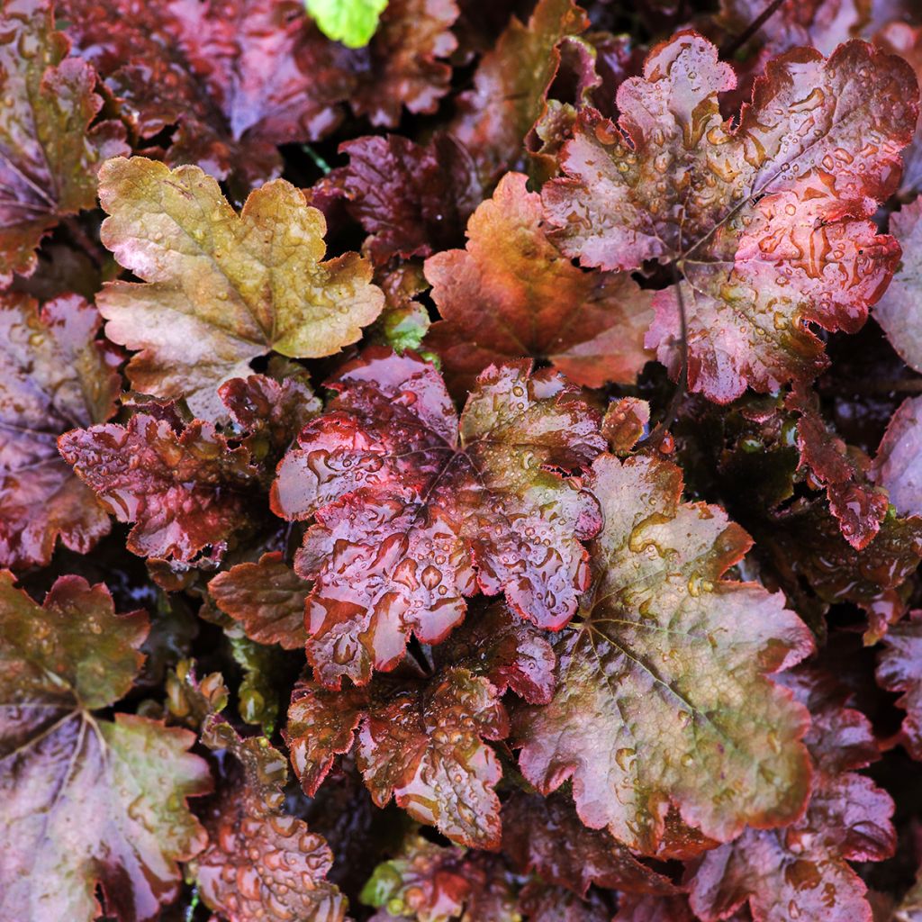 Heuchera Chocolate Ruffle - Purperklokje