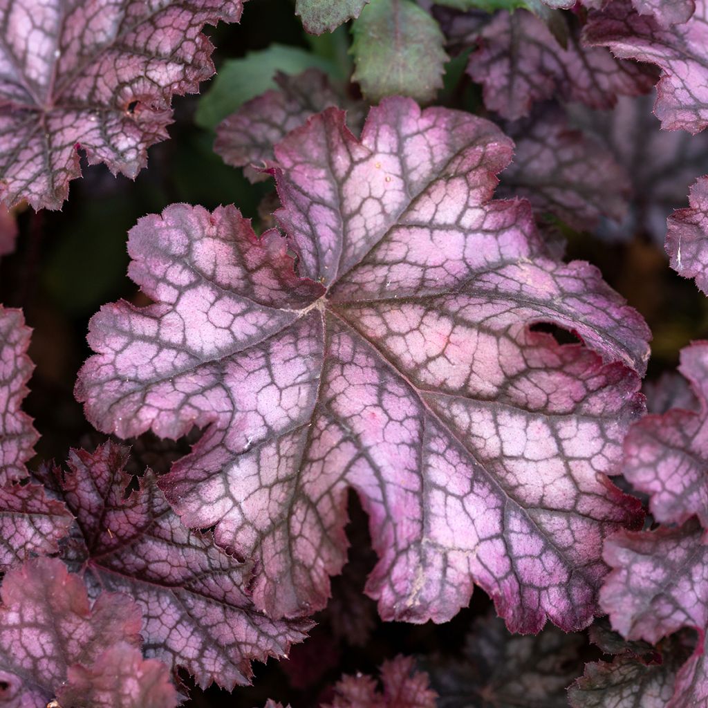 Heuchera Chocolate Ruffle - Purperklokje