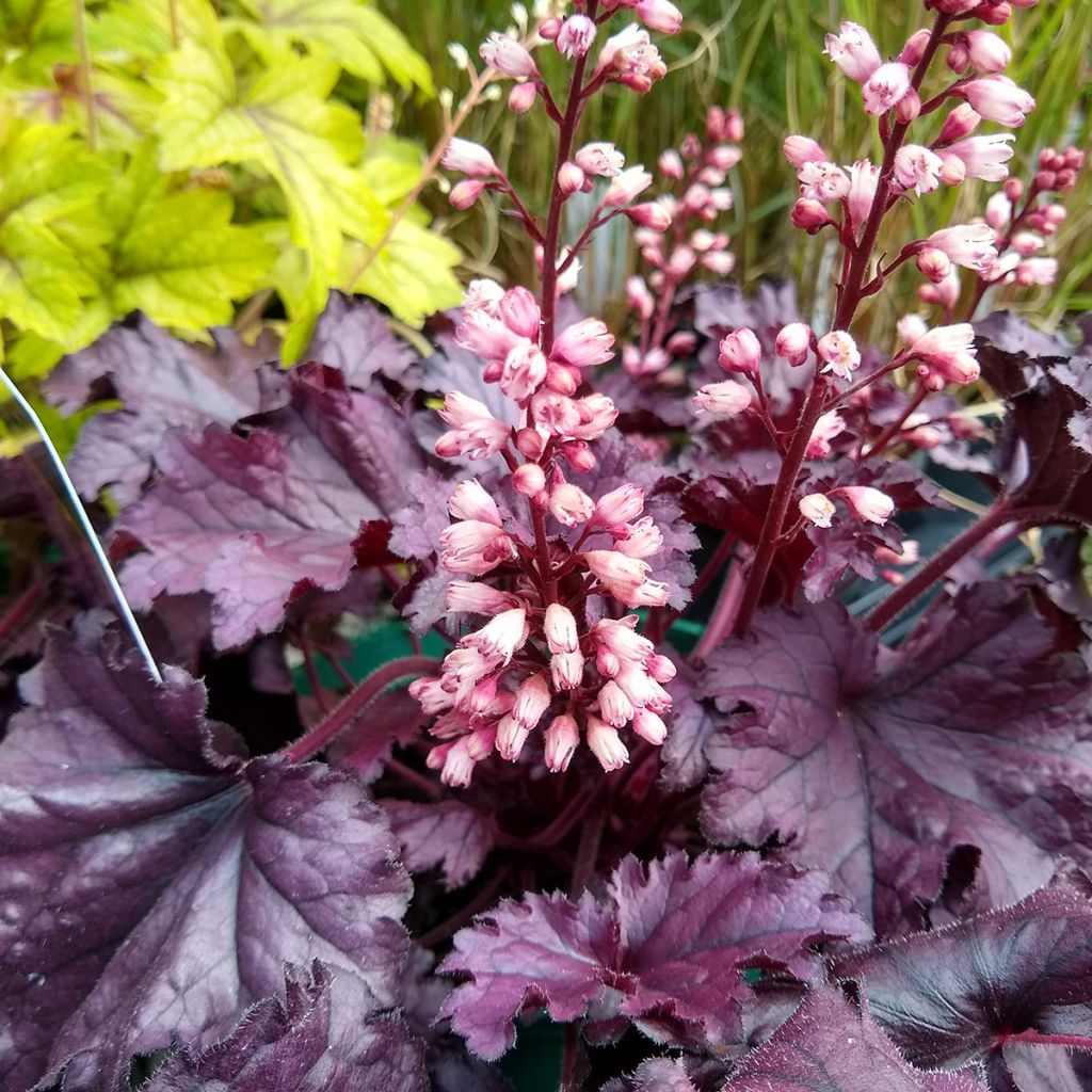 Heuchera Forever Purple - Purperklokje