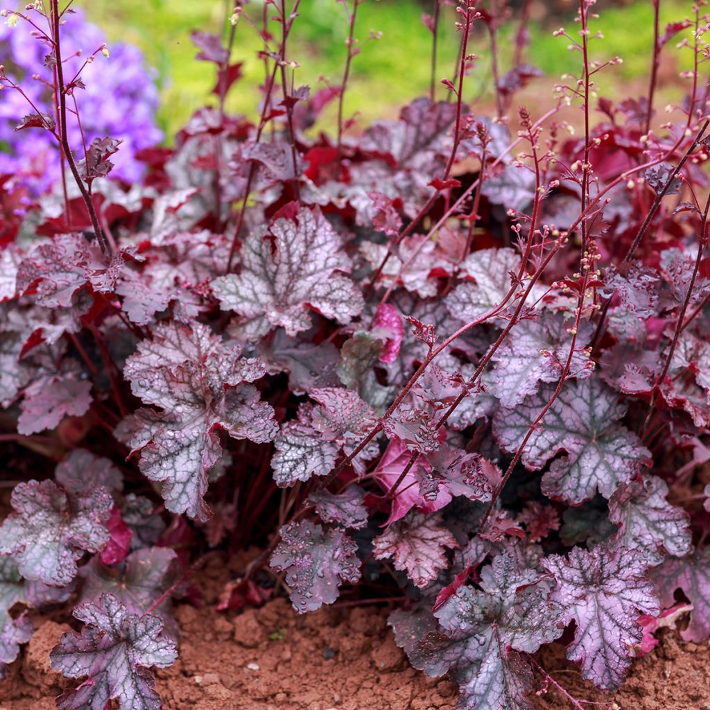 Heuchera Georgia Plum - Purperklokje