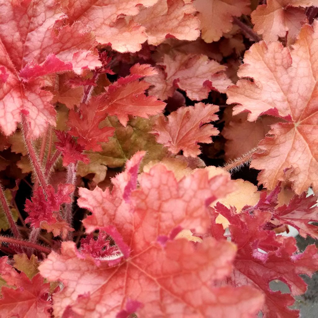 Heuchera Ginger Peach - Purperklokje