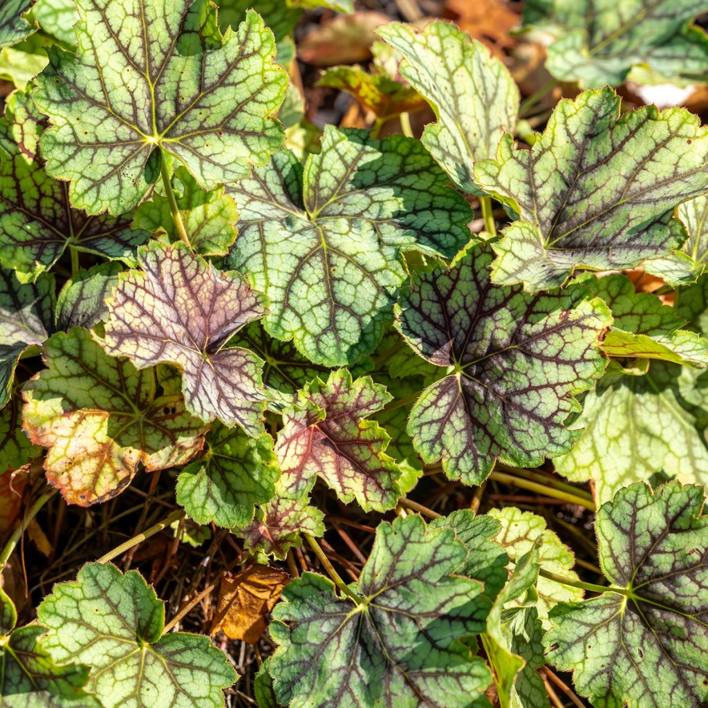 Heuchera Green Spice - Purperklokje