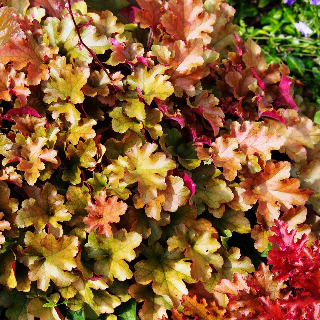 Heuchera Marmelade - Purperklokje