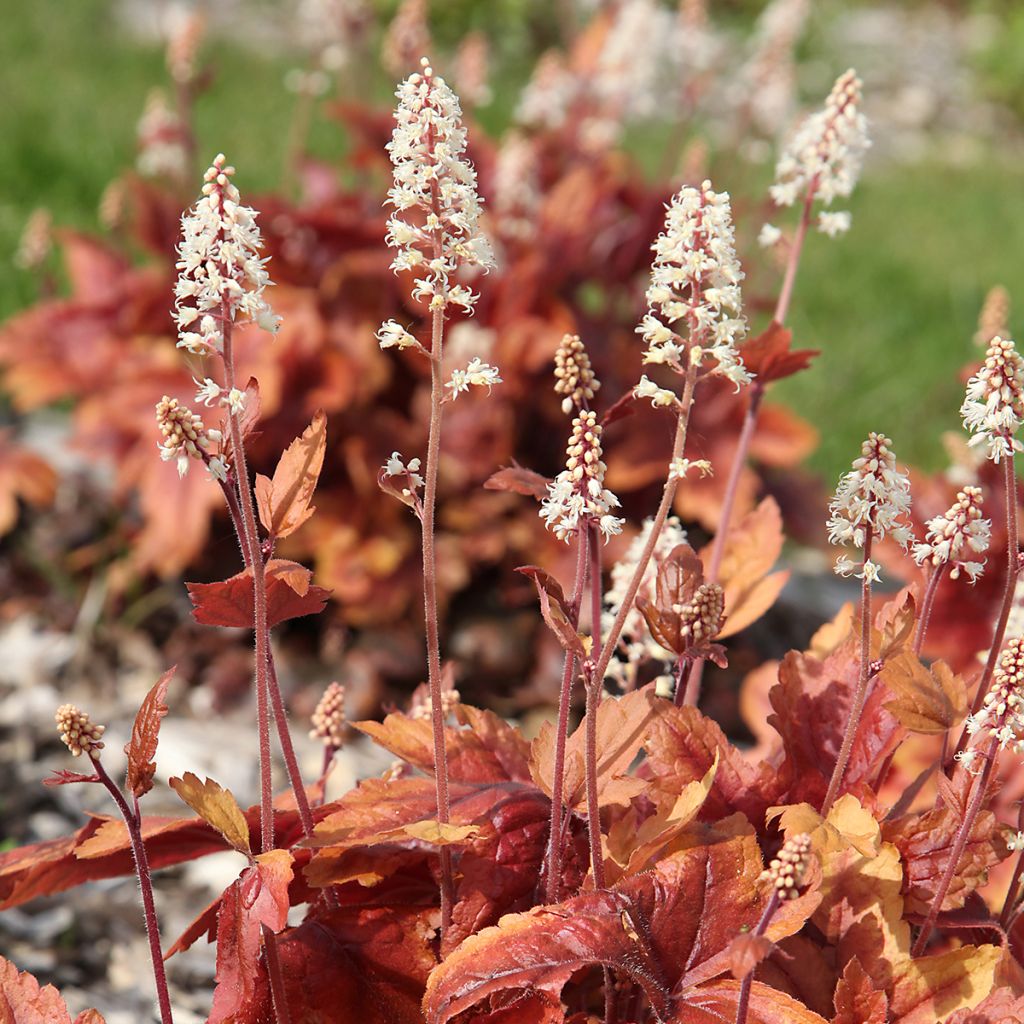 Heuchera Marmelade - Purperklokje