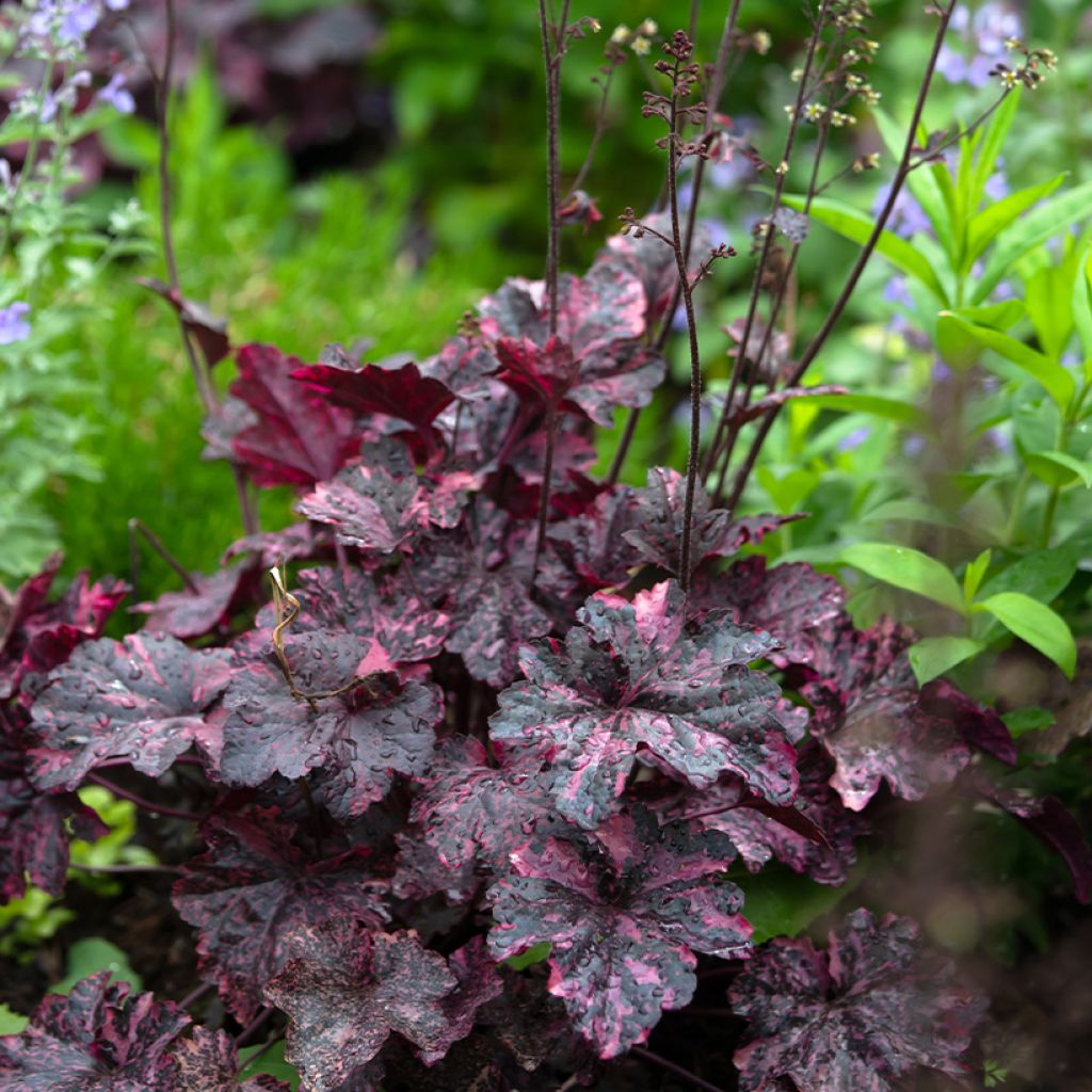 Heuchera Midnight Rose - Purperklokje