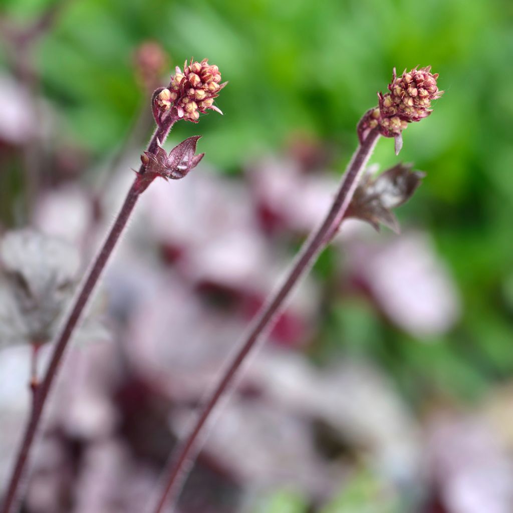 Heuchera Prince of Silver - Purperklokje