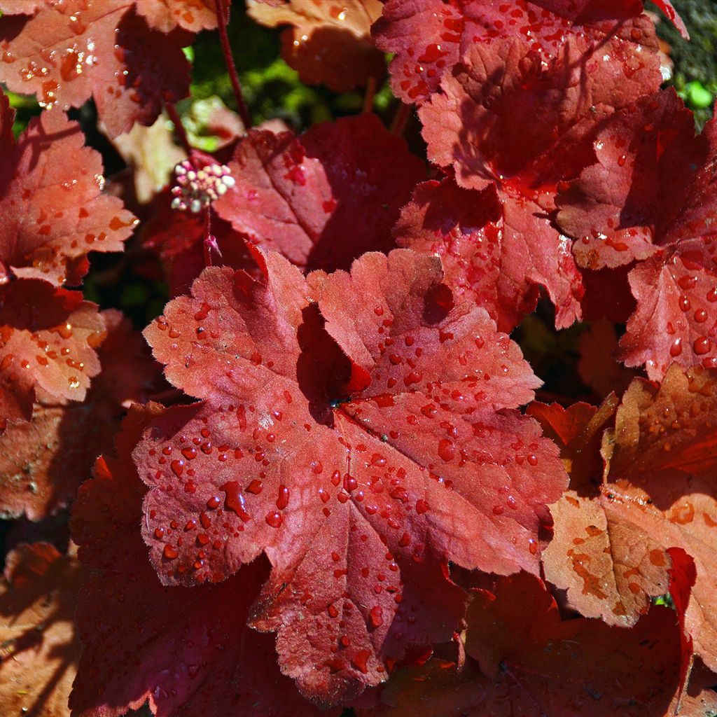 Heuchera Rio - Purperklokje
