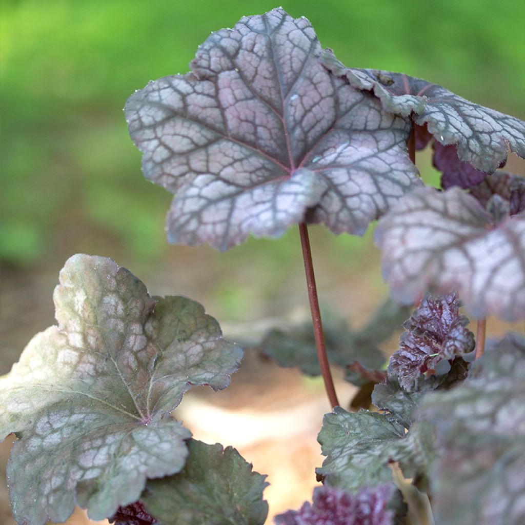 Heuchera Velvet Night - Purperklokje