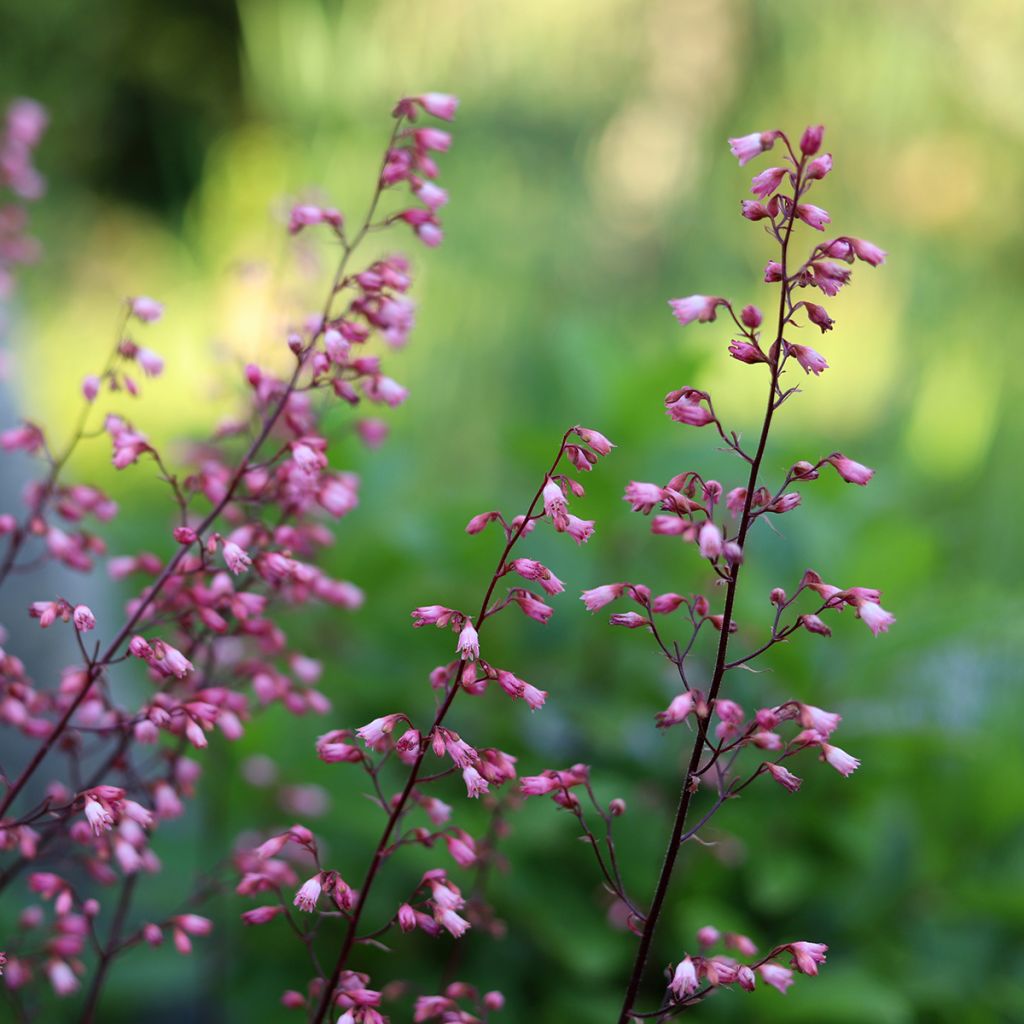 Heuchera Wild Rose - Purperklokje