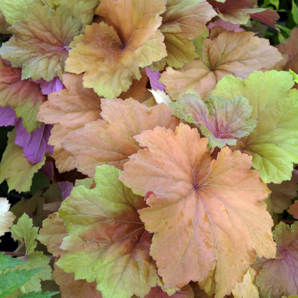 Heuchera Mega Caramel - Purperklokje
