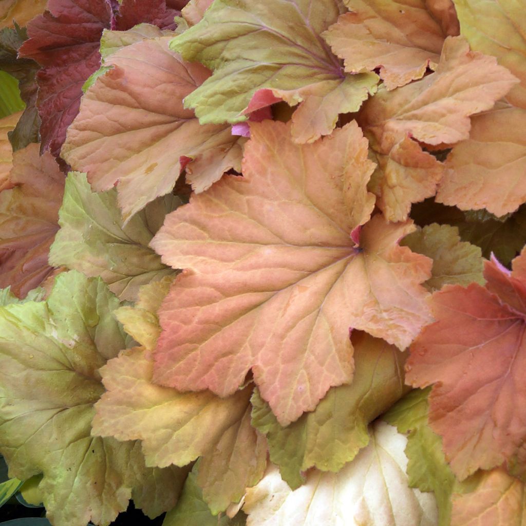 Heuchera Mega Caramel - Purperklokje