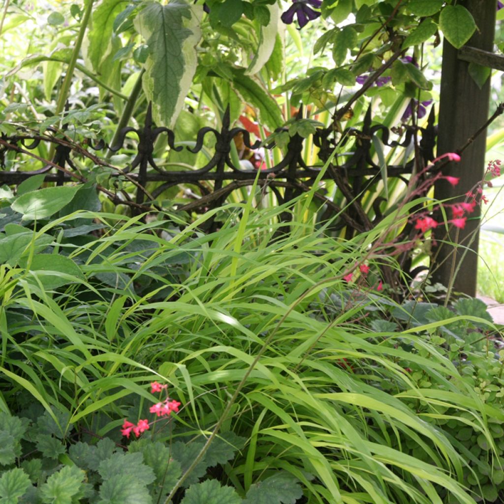 Heuchera Pluie de Feu - Purperklokje