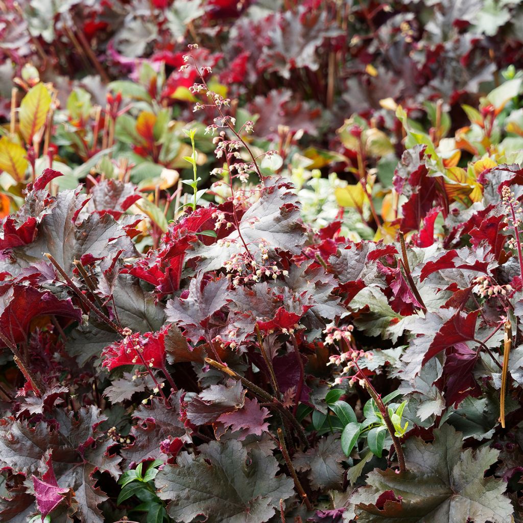 Heuchera micrantha Palace Purple - Purperklokje