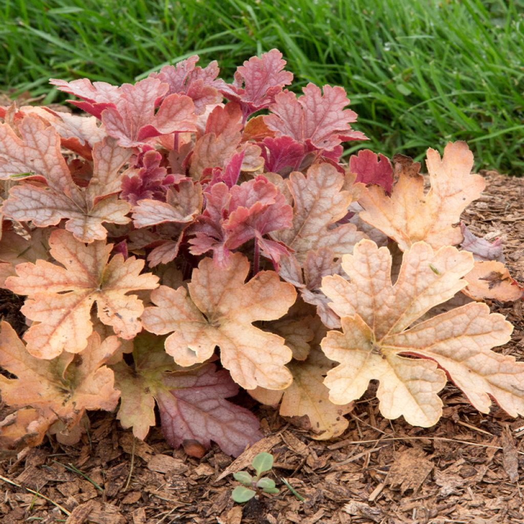 Heucherella Honey Rose - Purperklokje