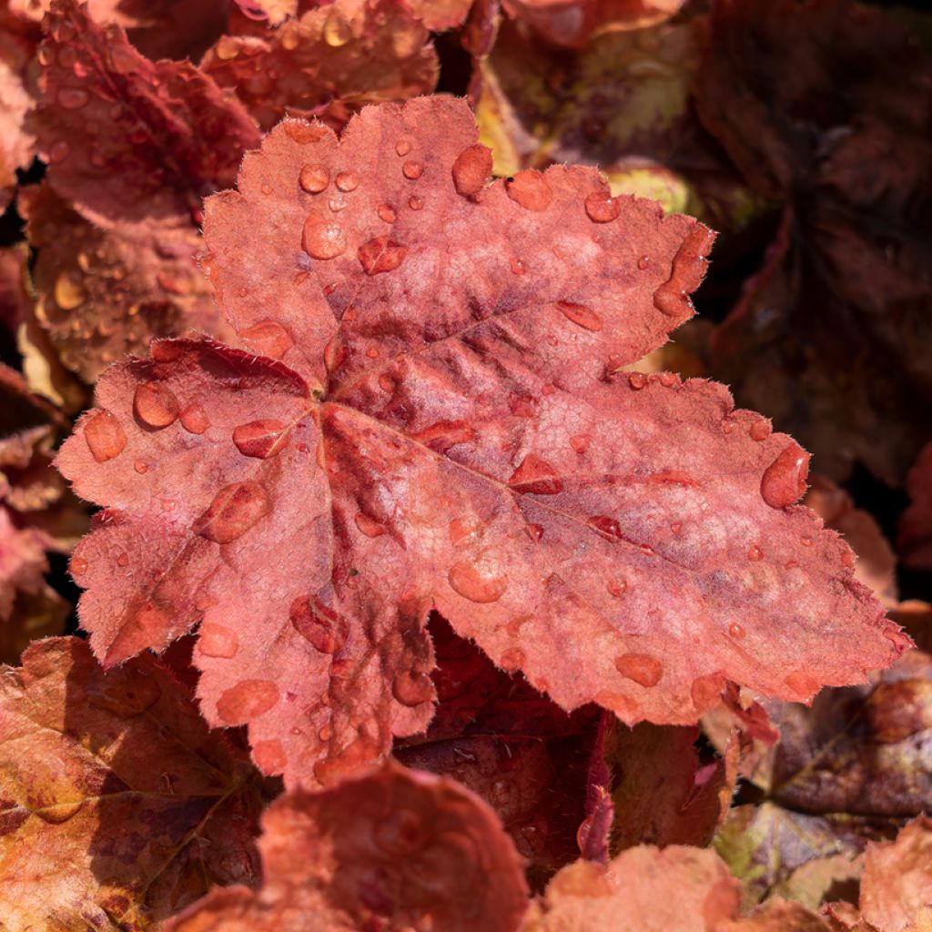 Heucherella Redstone Fall - Purperklokje