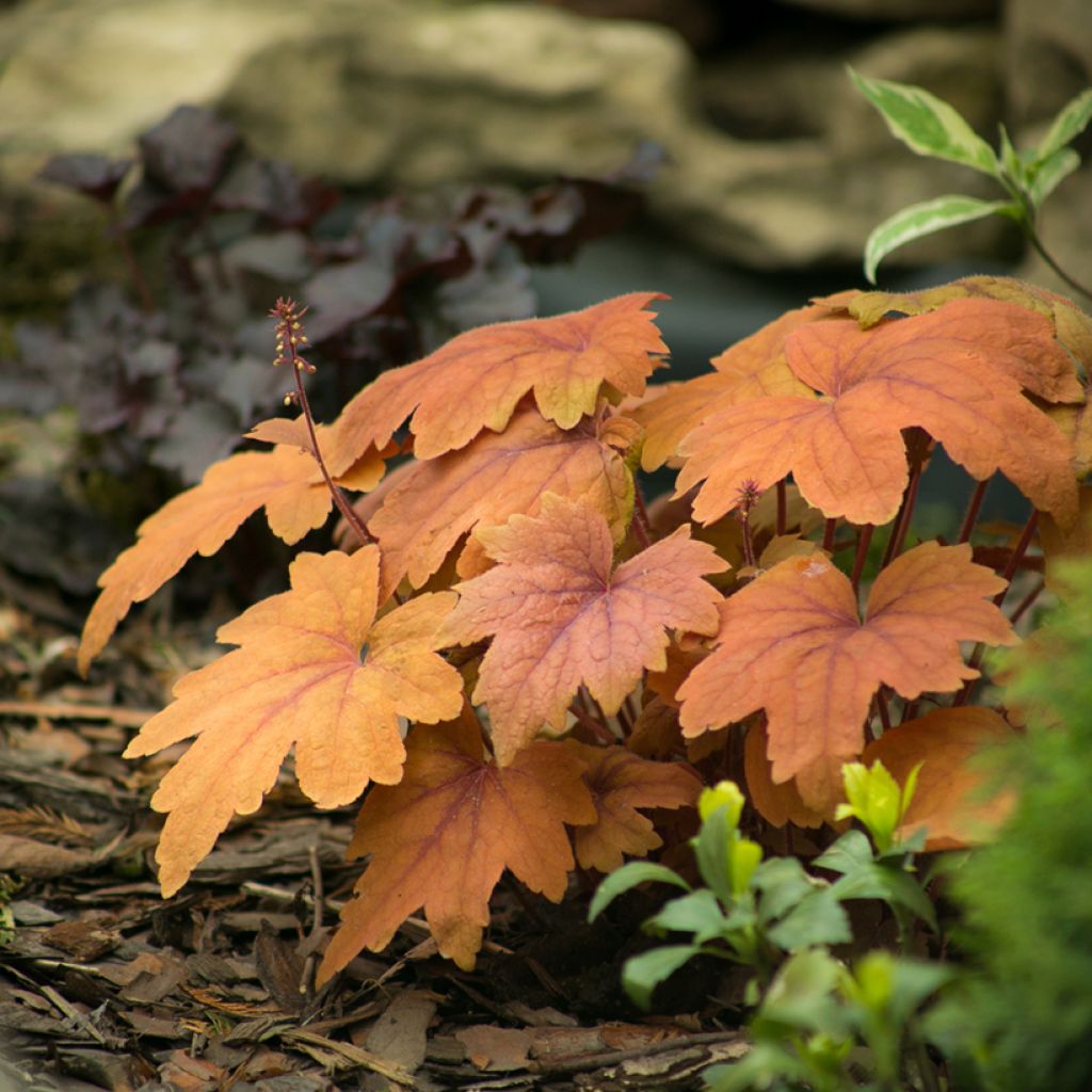 Heucherella Sweet Tea - Purperklokje