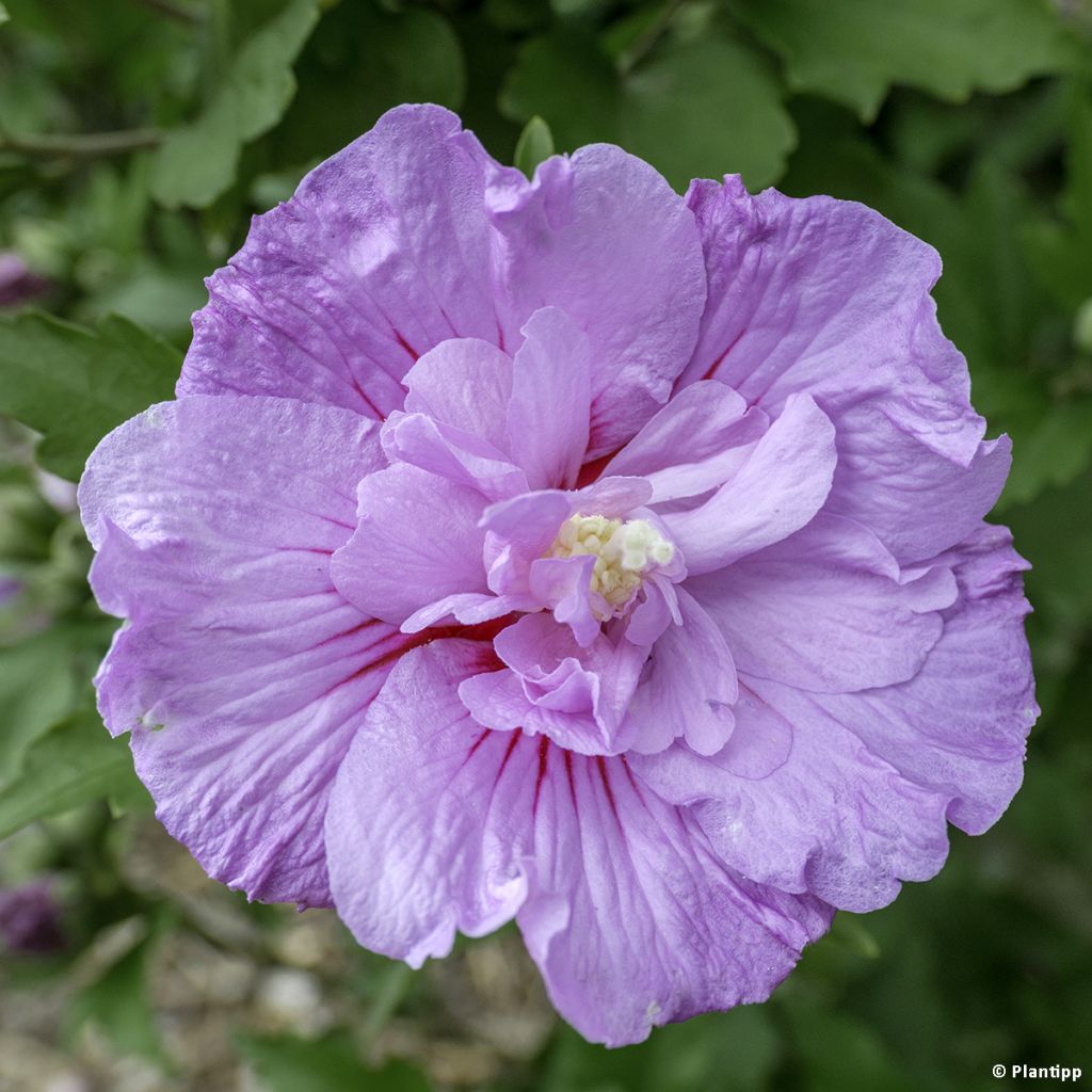 Hibiscus syriacus Lavender Chiffon - Tuinhibiscus