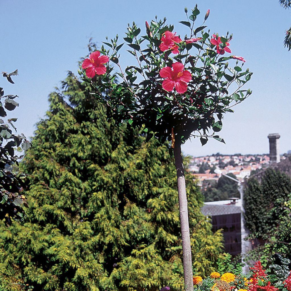 Hibiscus Sunny Cities Premiere Rood - Chinese roos
