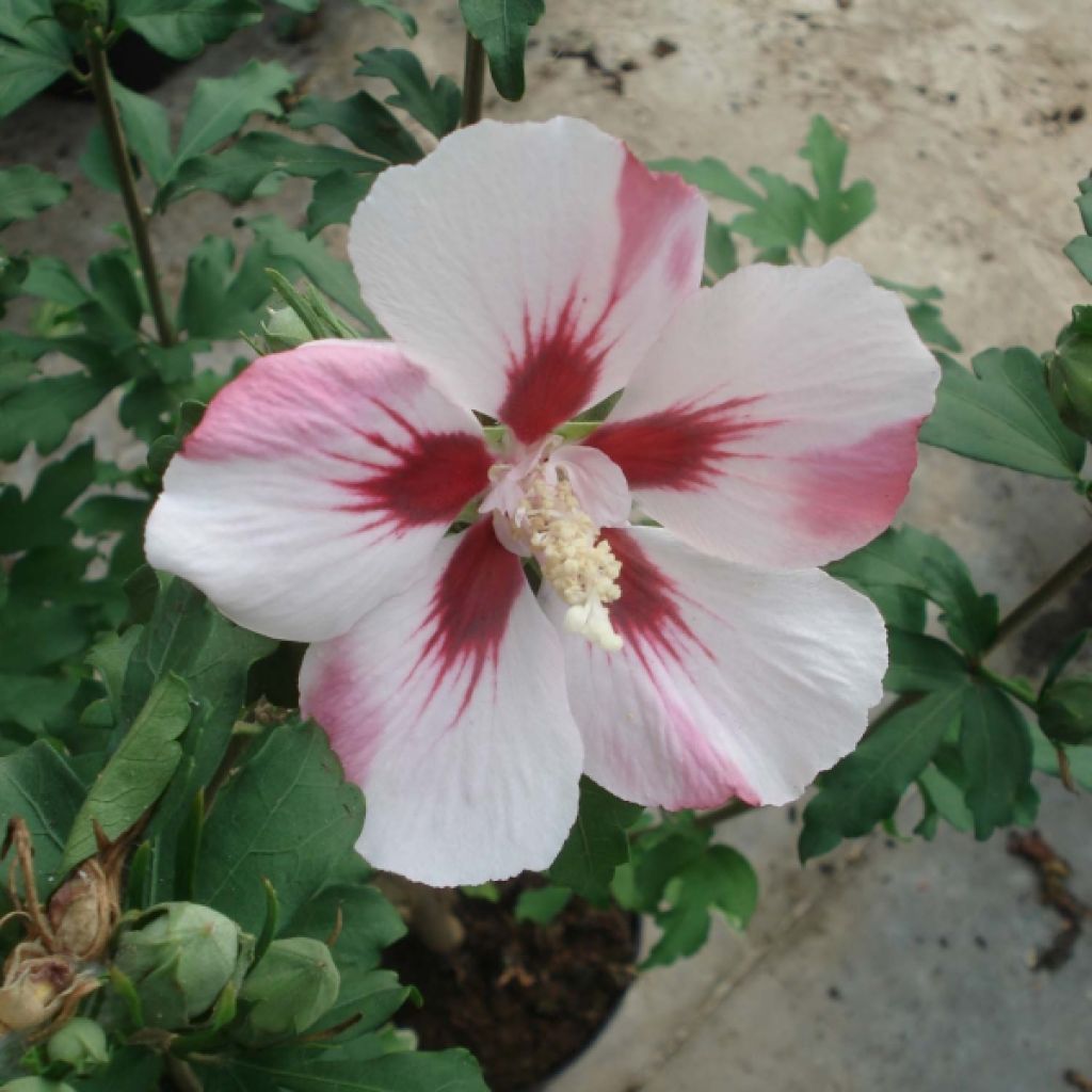 Hibiscus syriacus Hamabo - Tuinhibiscus