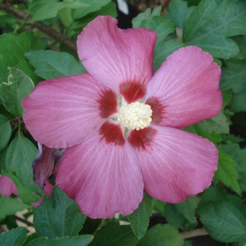 Hibiscus syriacus Woodbridge - Tuinhibiscus