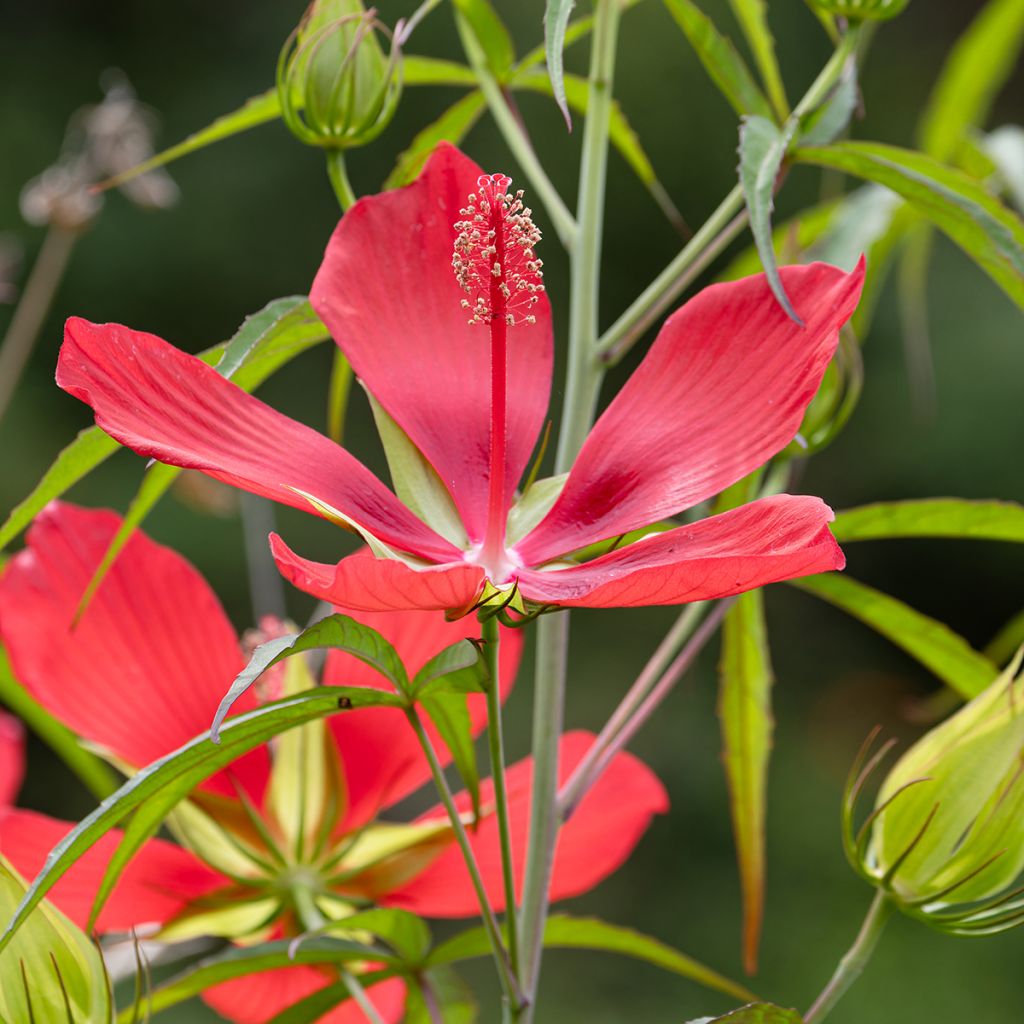 Hibiscus coccineus - Moerashibiscus