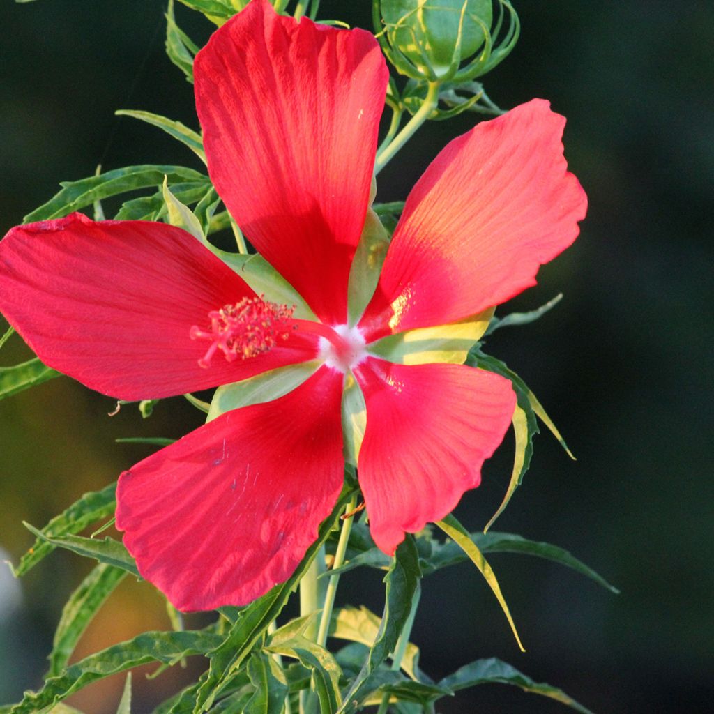 Hibiscus coccineus - Moerashibiscus
