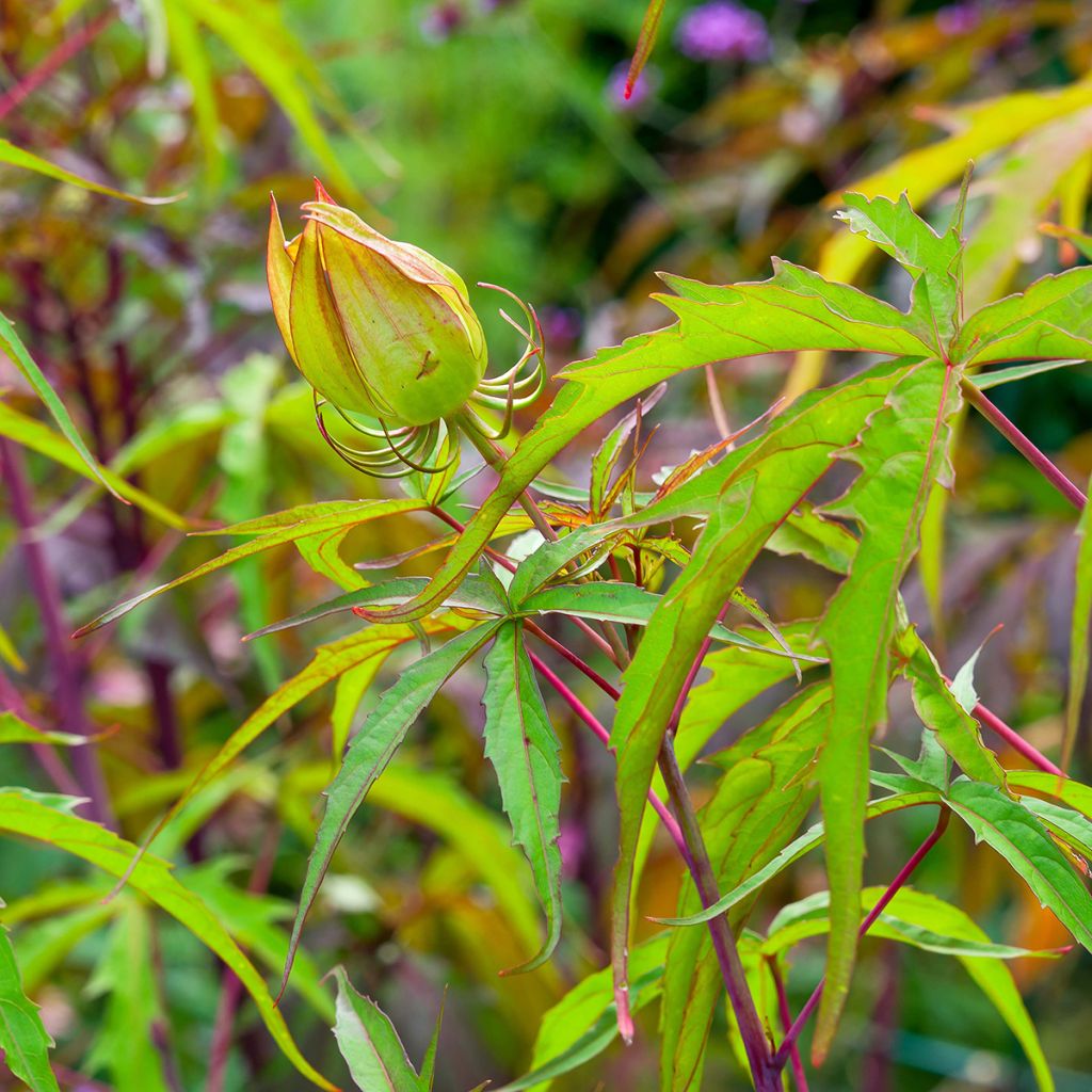 Hibiscus coccineus - Moerashibiscus