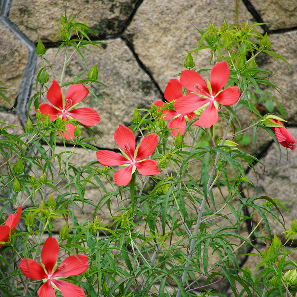 Hibiscus coccineus - Moerashibiscus